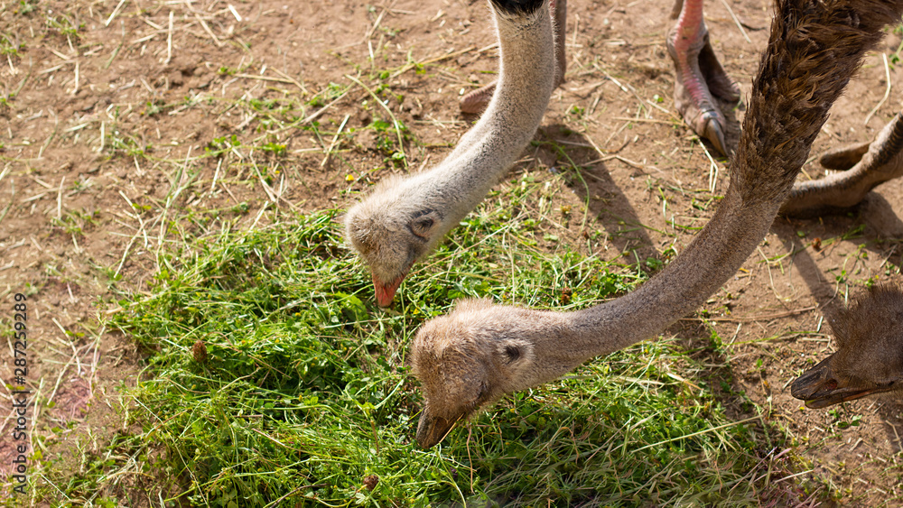 Feeding ostrich in zoo. Bird head with ling neck collect green grass from the soil. Horizontal banner wuth copy space for text and design. Animal menu, captive wild creatures, Eating, Feeding ostrich in zoo. Bird head with ling neck collect green grass from the soil. Horizontal banner wuth copy space for text and design. Animal menu, captive wild creatures, Eating,