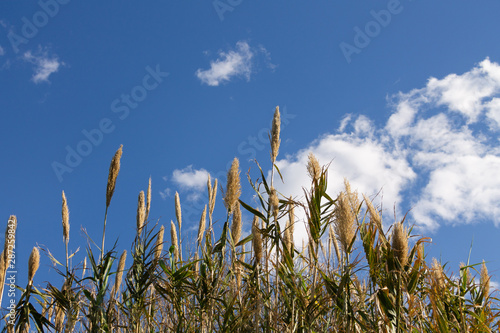 Plantas verdes sobre cielo con nubes