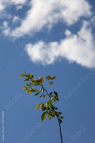 Planta con hojas y nube de fondo