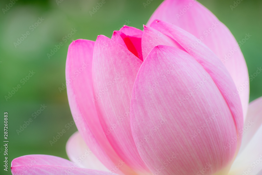 Pink petal of a lotus flower