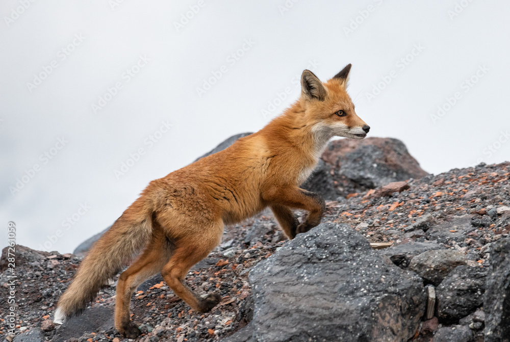 Red fox in the mountains