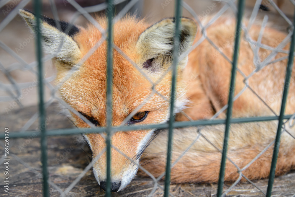fox behind the metal grid