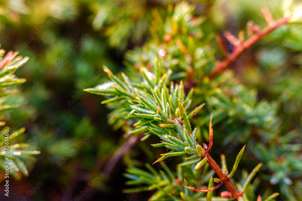 Detail of the refreshing dew fallen on green bushes in high mountains, natural background. Detail of the refreshing dew fallen on green bushes in high mountains, natural background.