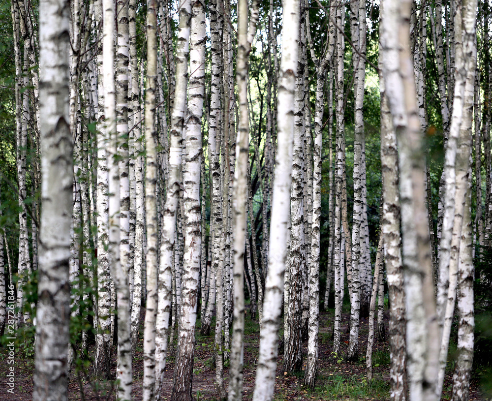 Fototapeta premium Piękny młody las brzozowy sfotografowany z bliska