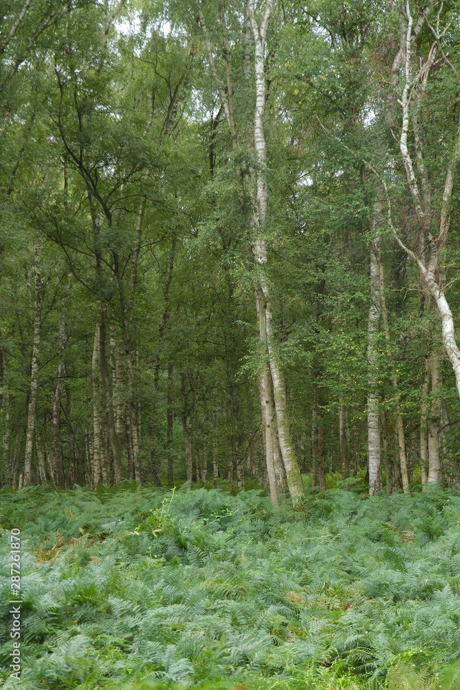 Fototapeta premium Birkenwald und Königsfarn in der Wahner Heide