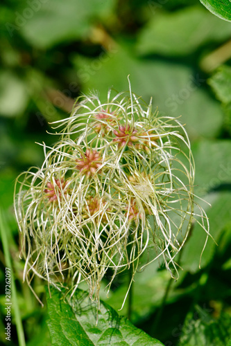 Fruchtstand der Waldrebe (Clematis vitalba) - old man's beard photo