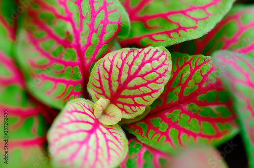 Fittonia albivenis mosaic plant silver net leaf houseplant as a macro with bright colors photo