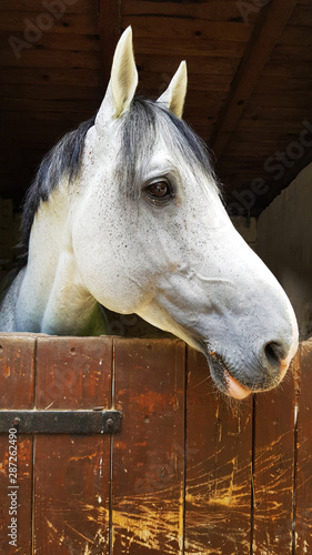  a white horse in the stable close up © oreans
