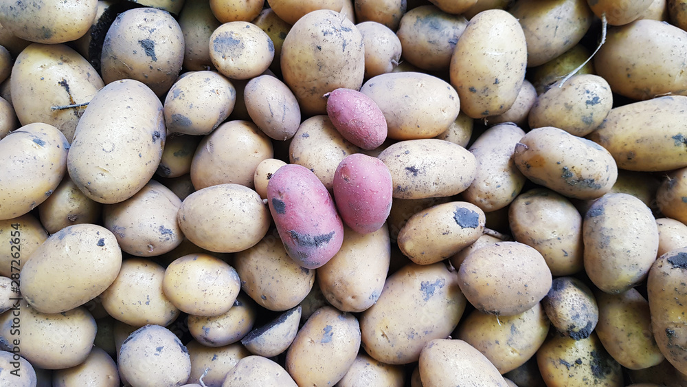 seasonal garden work, harvesting potato, different kind of potato raw from soil , organic food production seasonal garden work, harvesting potato, different kind of potato raw from soil , organic food production
