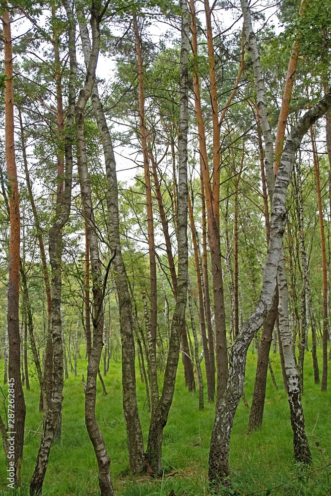 Birkenwald und Königsfarn in der Wahner Heide Birkenwald und Königsfarn in der Wahner Heide