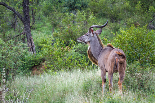Greater kudu horned male in green savannah in Kruger National park, South Africa ; Specie Tragelaphus strepsiceros family of Bovidae