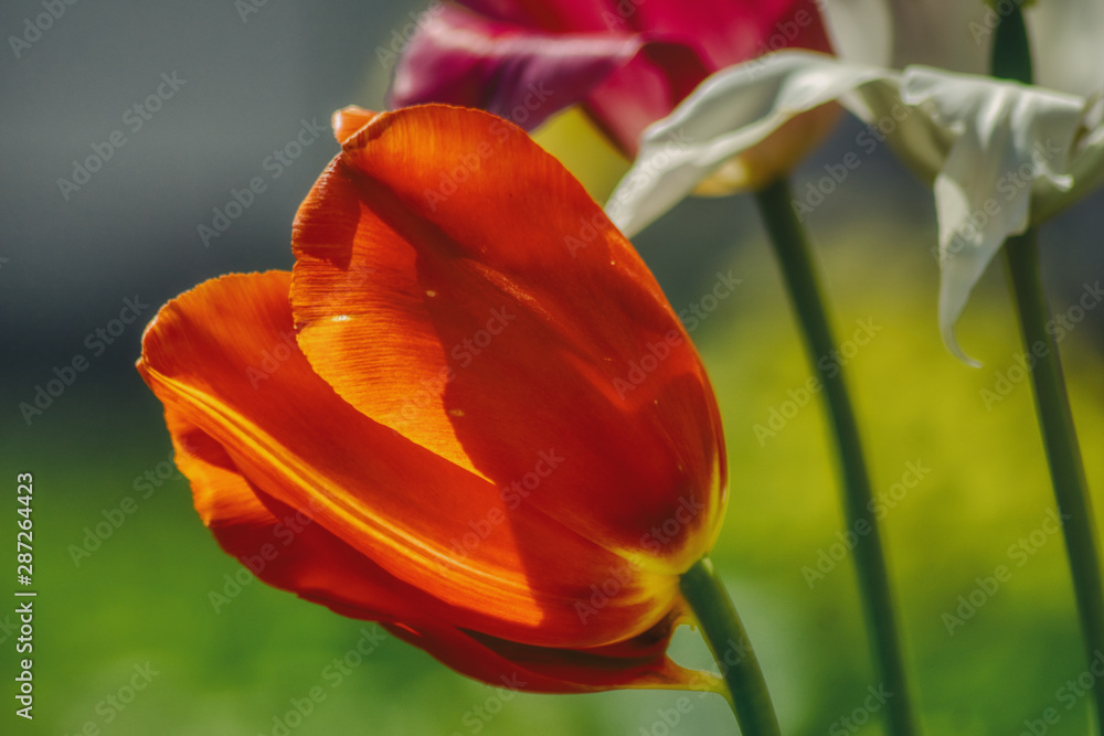 czerwony tulipan na kolorowym tle, zbliżenie na płatki kwiatu