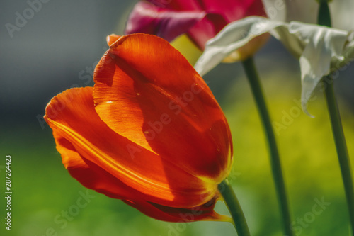 czerwony-tulipan-na-kolorowym-tle