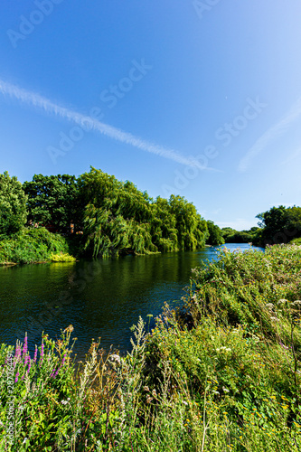 A view of magestic trees along the bank of a calm river under a majestic blue sky and white clouds