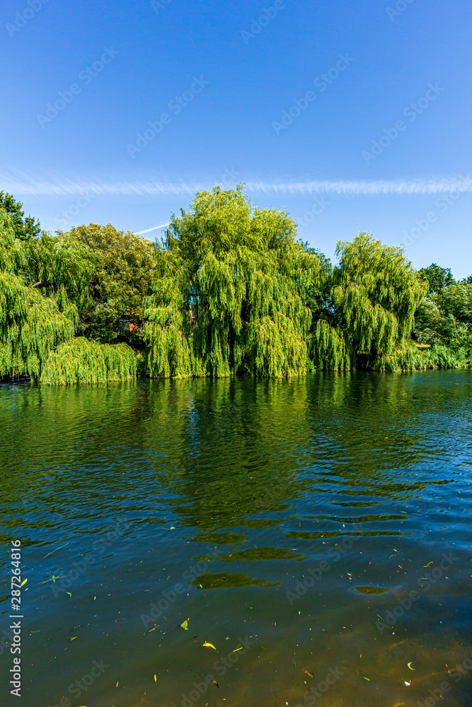 A view of magestic trees along the bank of a calm river under a majestic blue sky and white clouds A view of magestic trees along the bank of a calm river under a majestic blue sky and white clouds