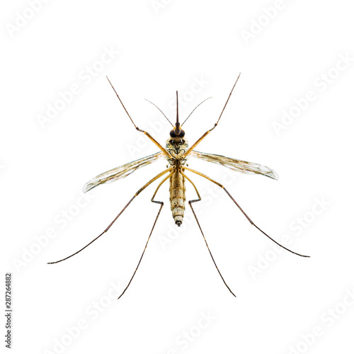 Encephalitis, Yellow Fever, Malaria Disease, Mayaro or Zika Virus Infected Culex Mosquito Parasite Insect Isolated on White Background