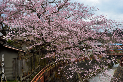 Wallpaper Mural 古い町並みのエドヒガン、八斗蒔のエドヒガンザクラ Torontodigital.ca