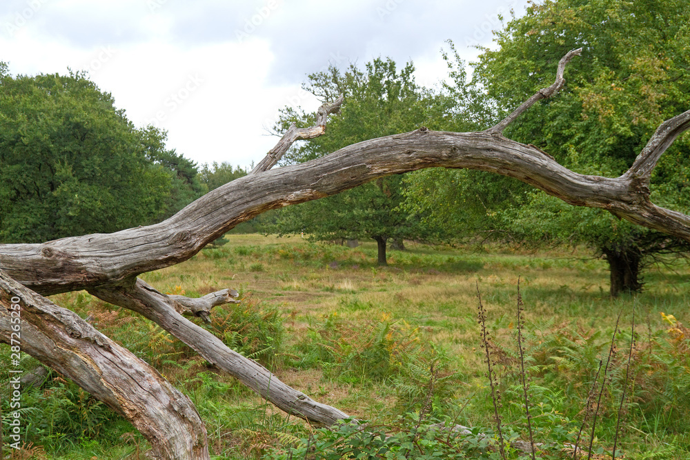 Knorriger alter Bausmtamm in der Wahner Heide Knorriger alter Bausmtamm in der Wahner Heide