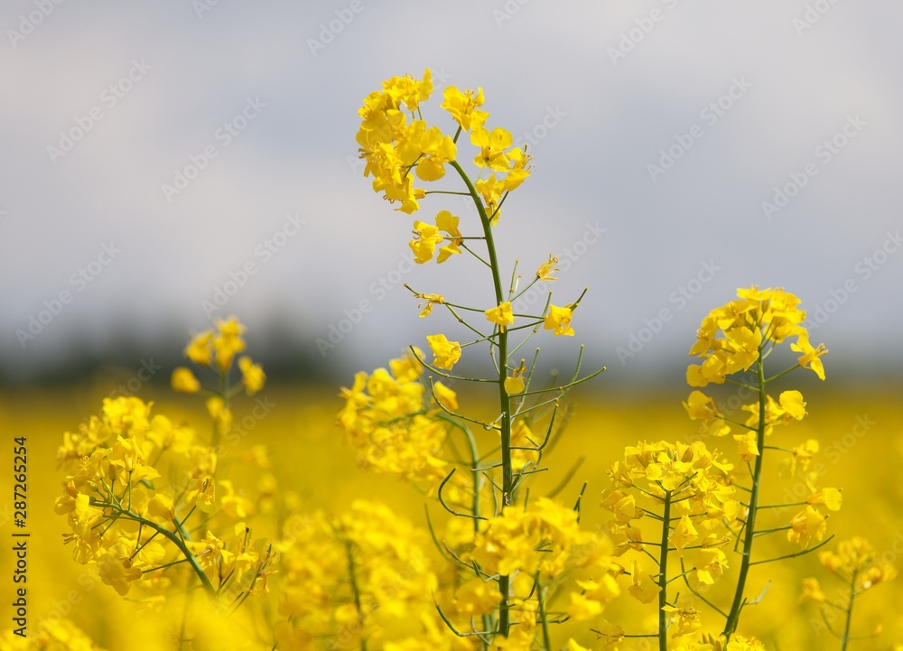 detail of flowering rapeseed canola or colza field detail of flowering rapeseed canola or colza field