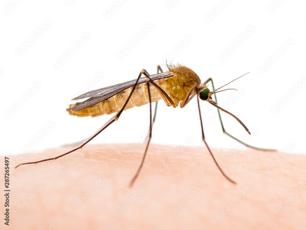 Encephalitis, Yellow Fever, Malaria Disease, Mayaro or Zika Virus Infected Culex Mosquito Parasitic Insect Isolated on White Background Encephalitis, Yellow Fever, Malaria Disease, Mayaro or Zika Virus Infected Culex Mosquito Parasitic Insect Isolated on White Background