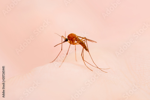 Encephalitis, Yellow Fever, Malaria Disease or Zika Virus Infected Culex Mosquito Parasite Insect © nechaevkon