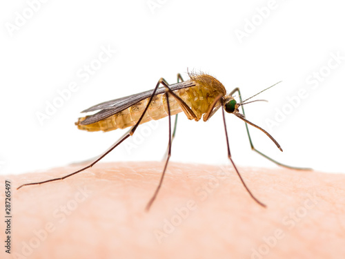Encephalitis, Yellow Fever, Malaria Disease, Mayaro or Zika Virus Infected Culex Mosquito Parasitic Insect Isolated on White Background