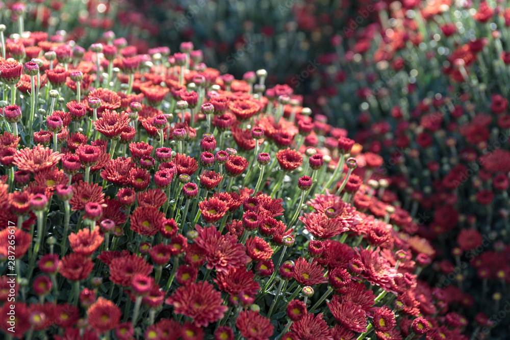 Close-up: Round Bush chrysanthemums red with young buds and green leaves. Flower beds in the design of the city and city streets