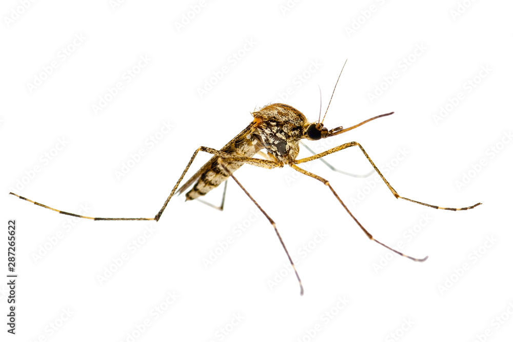 Dangerous Zika Infected Mosquito Isolated on White. Leishmaniasis, Encephalitis, Yellow Fever, Dengue, Malaria Disease, Mayaro or Zika Virus Infectious Culex Mosquito Parasite Insect Macro. Dangerous Zika Infected Mosquito Isolated on White. Leishmaniasis, Encephalitis, Yellow Fever, Dengue, Malaria Disease, Mayaro or Zika Virus Infectious Culex Mosquito Parasite Insect Macro.