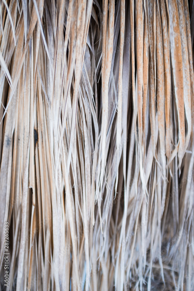 Texture Palm dry. Background Texture Palm dry. Background