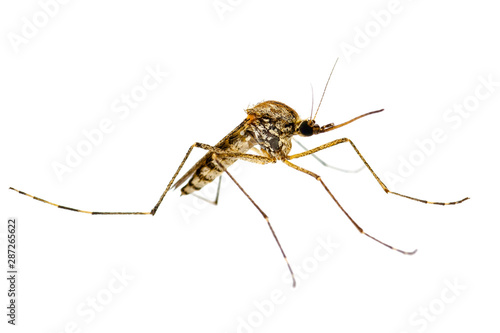 Dangerous Zika Infected Mosquito Isolated on White. Leishmaniasis, Encephalitis, Yellow Fever, Dengue, Malaria Disease, Mayaro or Zika Virus Infectious Culex Mosquito Parasite Insect Macro.