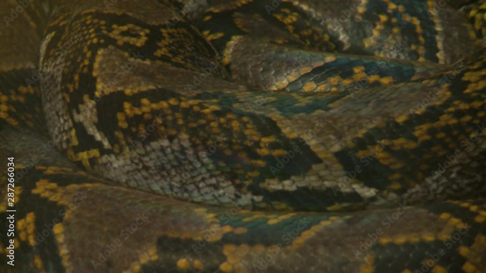 Handheld, extreme close up shot of a boa constrictor body rising during an inhale. Handheld, extreme close up shot of a boa constrictor body rising during an inhale.