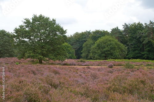 Heidelandschaft in der Wahner Heide