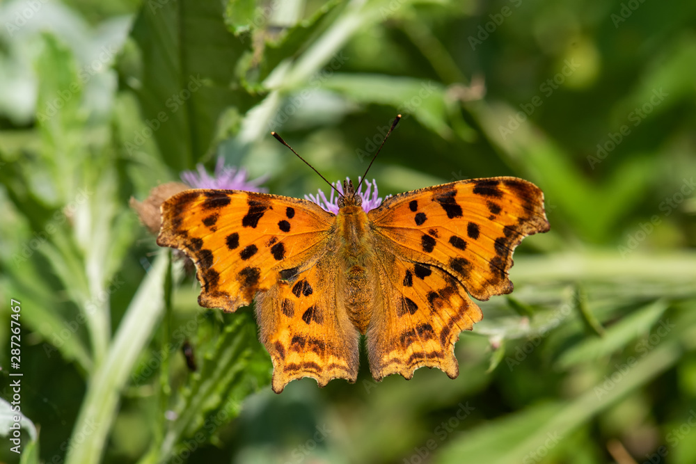 butterfly on flower butterfly on flower