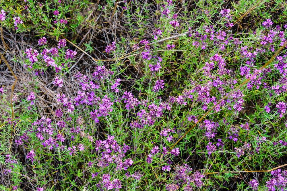 Naklejka premium Flowers of Thyme (Thymus) on a meadow