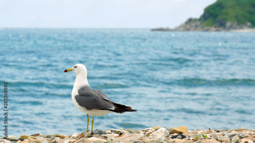 seagull on the beach