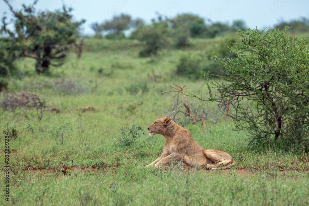 African lion in Kruger National park, South Africa African lion in Kruger National park, South Africa