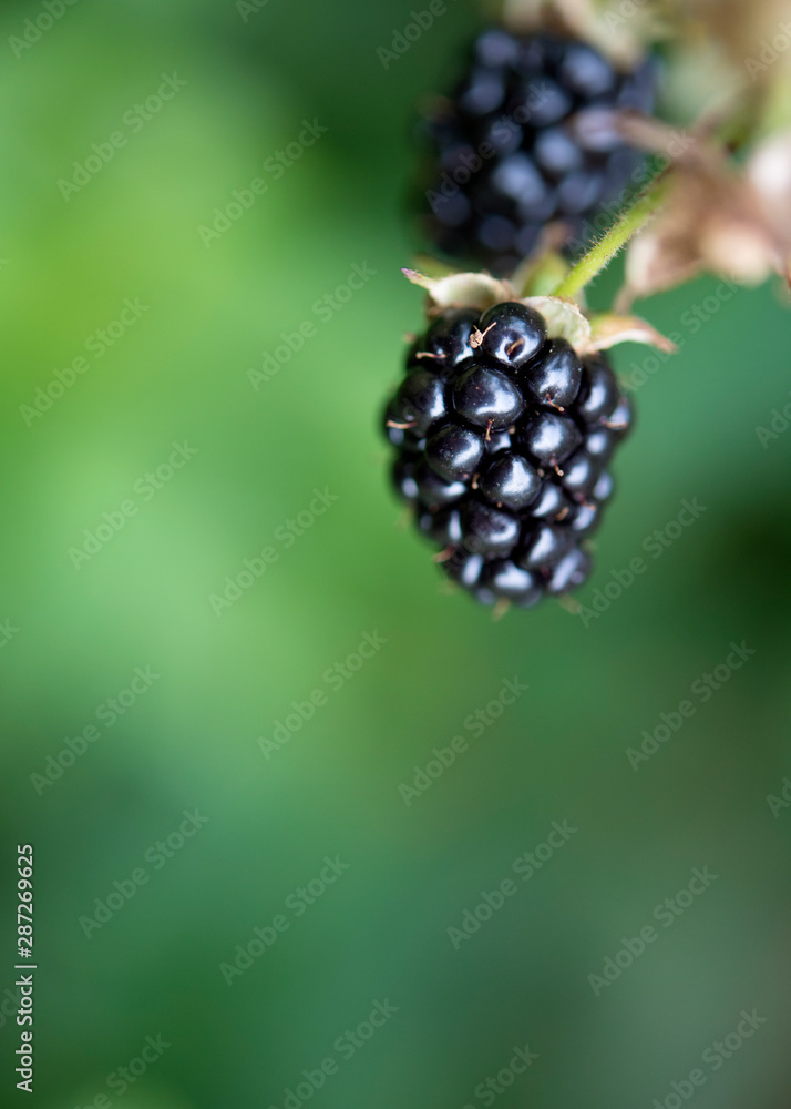 Blackberry Blackberry