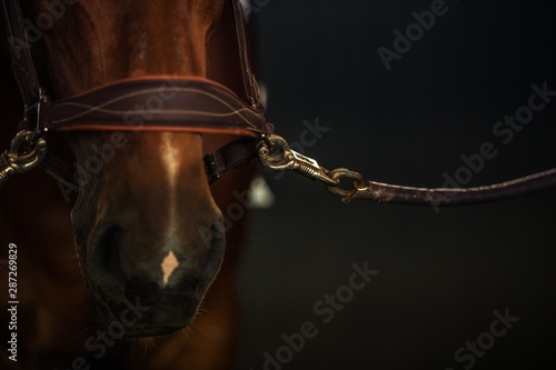 Canvas Print Brown Race Horse