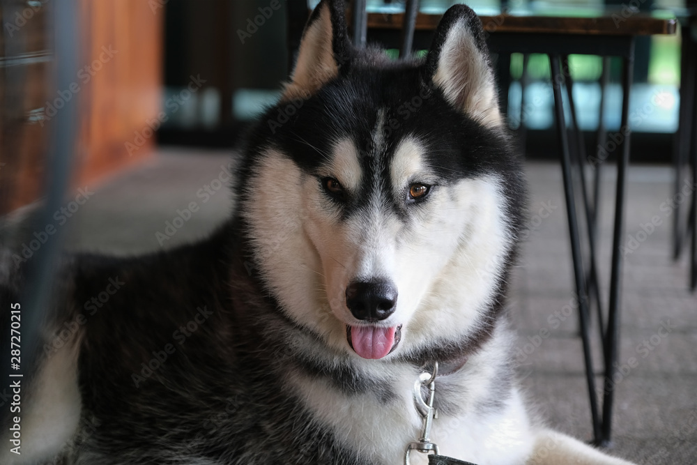 siberian husky is animals that are popular throughout the world.