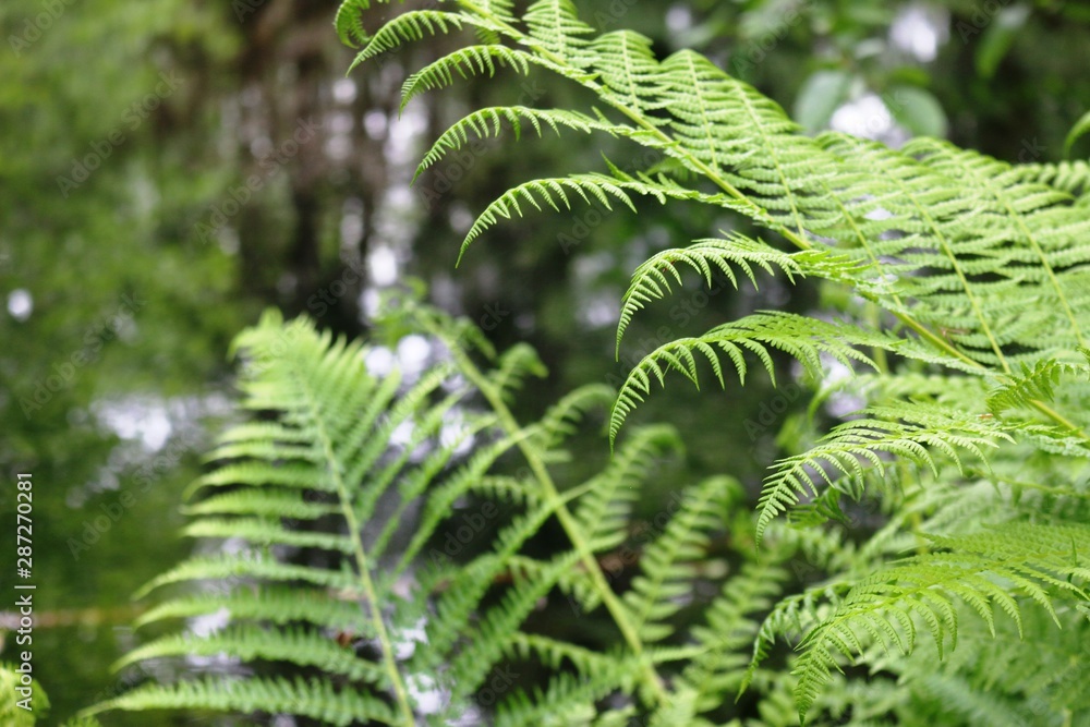 fern in the forest fern in the forest