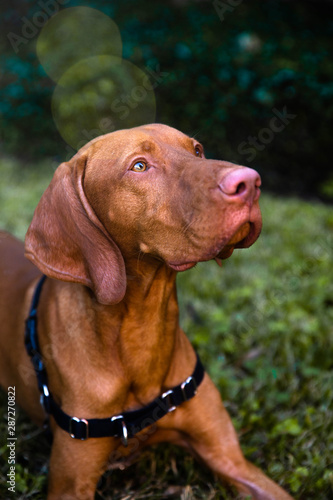 Portrait of young vizsla dog looking up