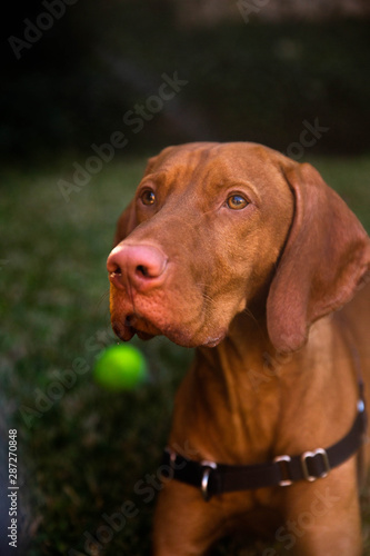 Portrait of young vizsla dog