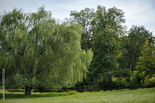 Εκτύπωση καμβά Weeping willow and pond with Greenfield