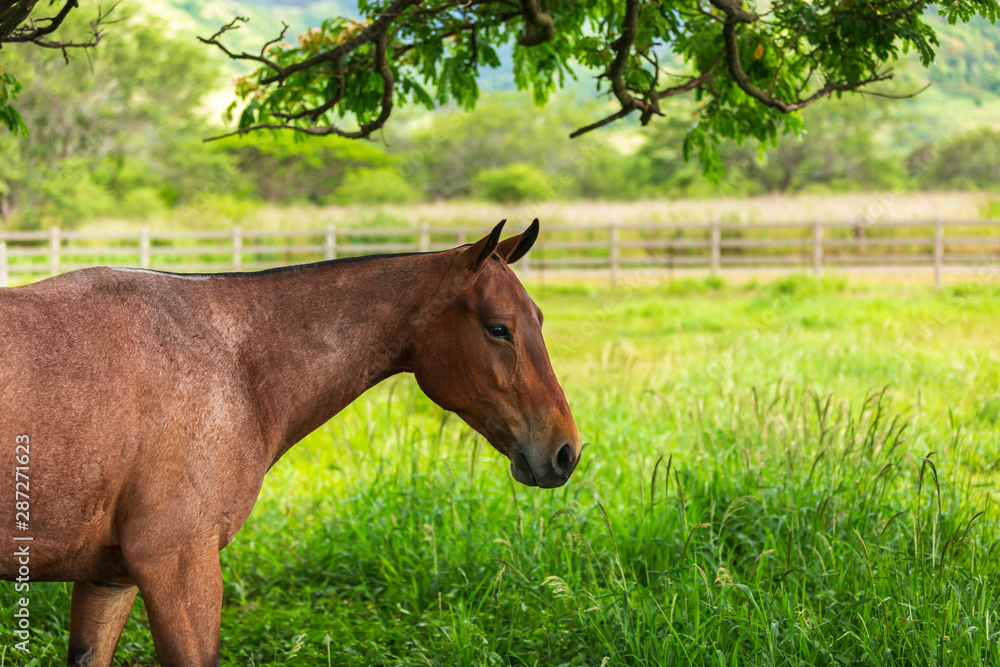 Horse ranch in Hawaii USA