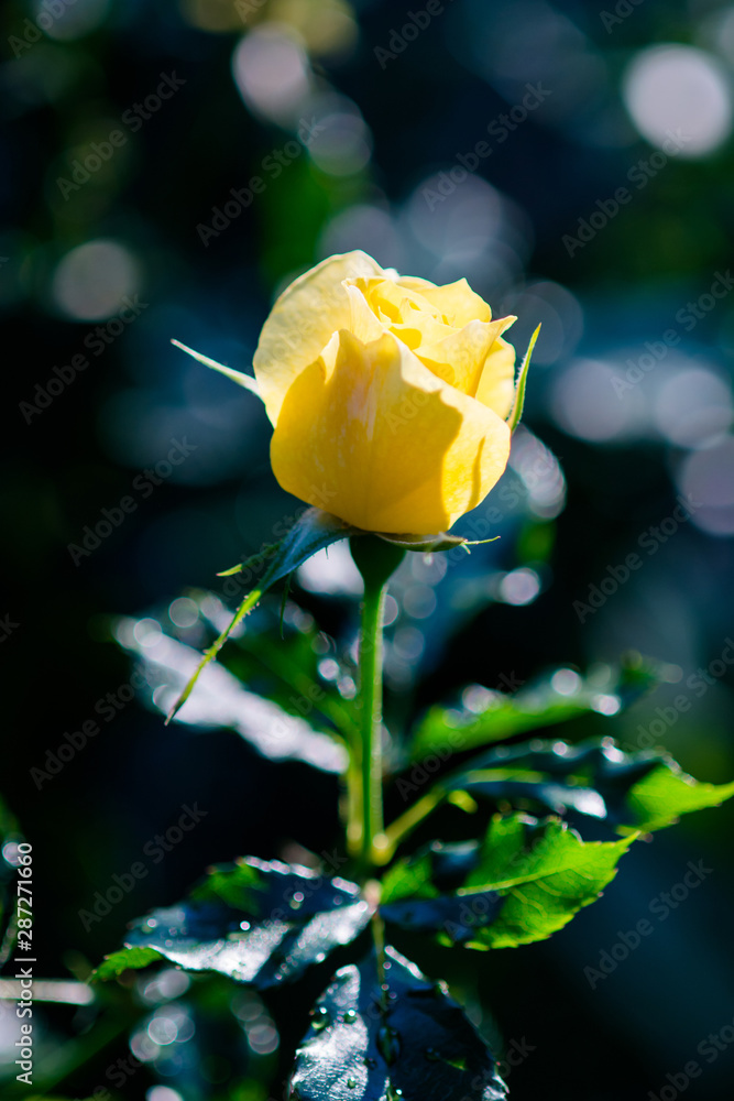 Rose and warm light in garden background , beautiful moments of love and happy life. Rose and warm light in garden background , beautiful moments of love and happy life.