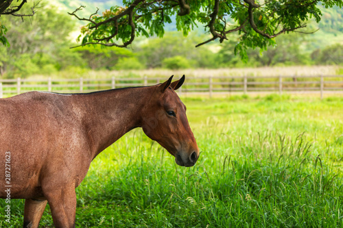 Horse ranch in Hawaii USA