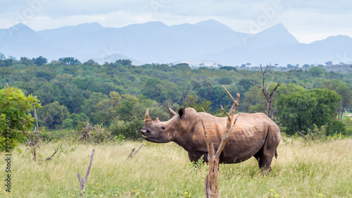 Photos Southern white rhinoceros in Kruger National park, South Africa