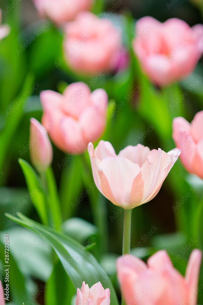 Tulip in spring with soft focus, unfocused blurred spring Tulip, bokeh flower background, pastel and soft flower background.