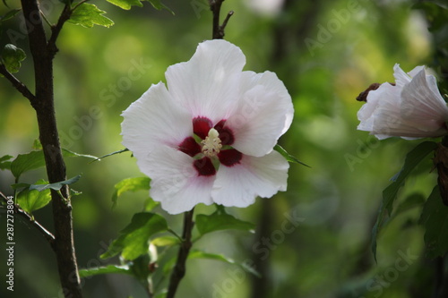 flower in garden