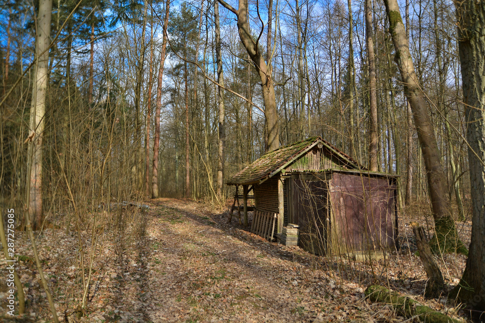 Autumn Foliage Forest Hut Way with Cloudy Sky Autumn Foliage Forest Hut Way with Cloudy Sky